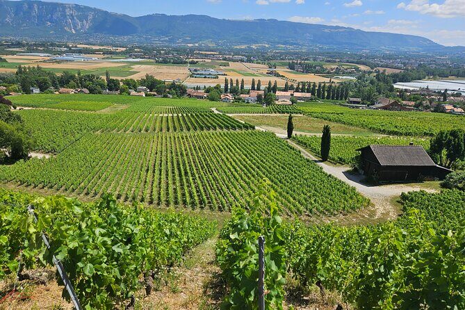Immersion in the Geneva vineyards by tuktuk with tasting - Who Should Consider This Tour