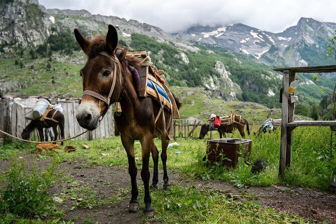 Immersive 2-Day Tour/Homestay with Shepherds in the Albanian Alps - Final Thoughts