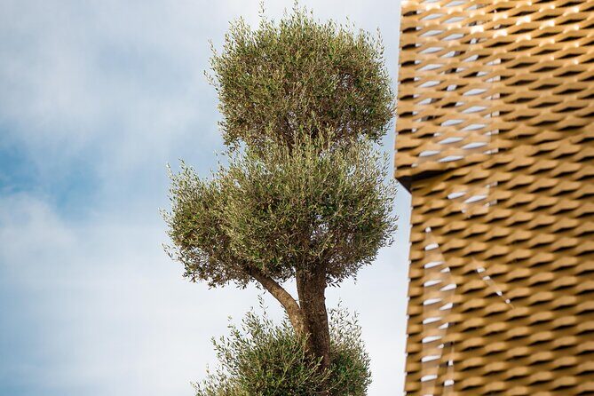 Immersive oil tourism in AOVEland by Oleícola Jaén - Key Points