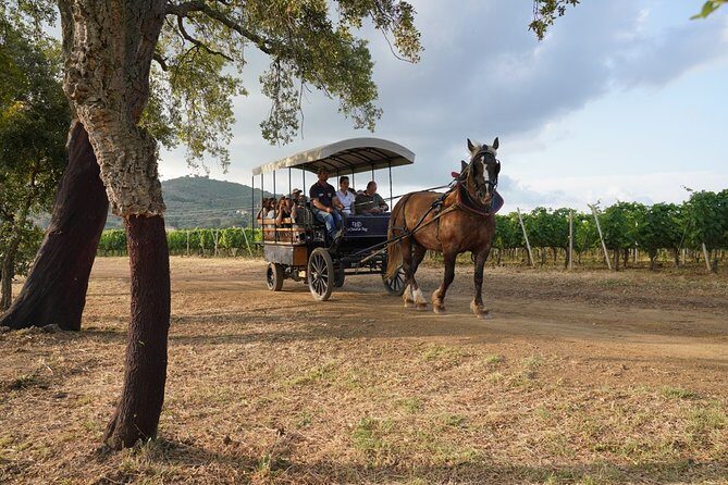 In a carriage among the vineyards, visit of the cellar, tasting of organic wines. - A Close Look at the Experience: Carriage Ride in Tuscany