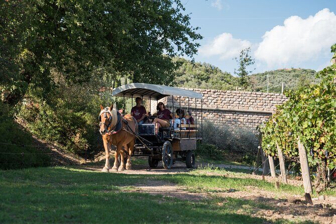 In a carriage among the vineyards, visit of the cellar, tasting of organic wines. - Who Is This Tour Best For?