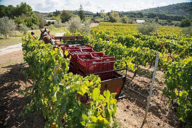 In a carriage among the vineyards, visit of the cellar, tasting of organic wines. - Final Thoughts