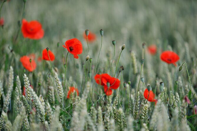 In Flanders Fields and Passchendaele Grand Tour - Frequently Asked Questions