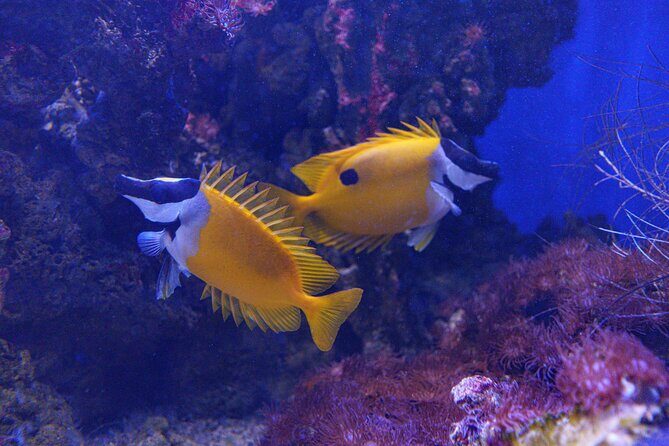 Inbursa Aquarium ticket - FAQ