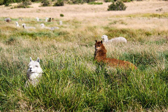Inca Trail Cajas National Park tour from Cuenca - Key Points