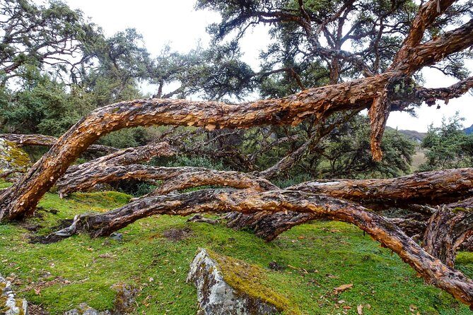 Inca Trail Cajas National Park tour from Cuenca - FAQs
