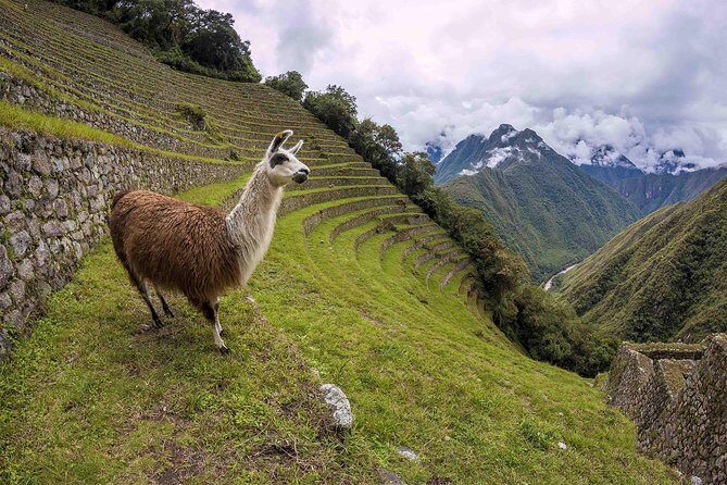 Inca Trail Trek to Machu Picchu - 2 Days (Small Group or Private) - Final Thoughts