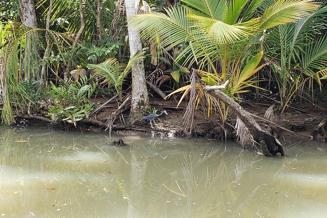 Indian River, Cold Soufriere & Fort Shirley (Northern Excursion) - FAQs