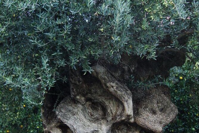 Individual travel accompaniment East Crete - Who Should Consider This Tour?