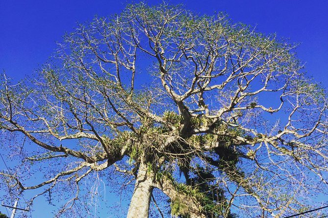 Individuelle Regenwald Tour - Key Points