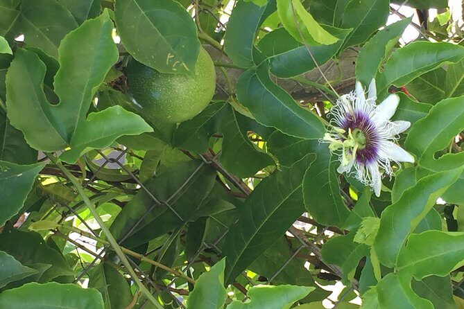 Individuelle Regenwald Tour - The Experience: A Deep Dive into Tobago’s Natural and Cultural Treasures