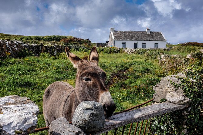 Inis Mór (Aran Islands) Day Trip: Return Ferry from Rossaveel, Galway - Frequently Asked Questions