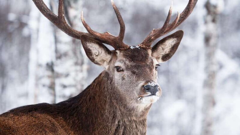 Inner Mongilia: 6-Day Hulunbuir Private Winter Tour - What Makes This Tour Stand Out?