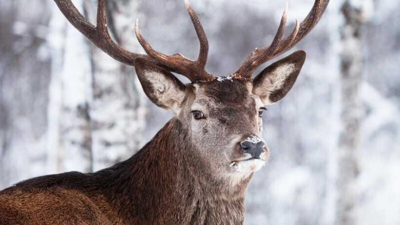 Inner Mongilia: 6-Day Hulunbuir Private Winter Tour - Who Is This Tour Best For?