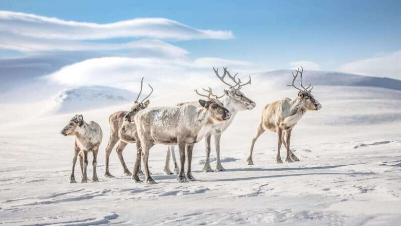 Inner Mongilia: 6-Day Hulunbuir Private Winter Tour - FAQs