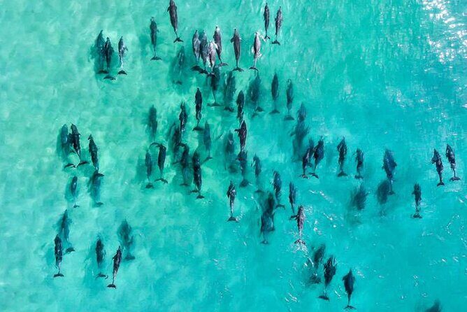 Inner Reef Explorer - 30 minute Reef Scenic Flight - An In-Depth Look at the Inner Reef Explorer Scenic Flight