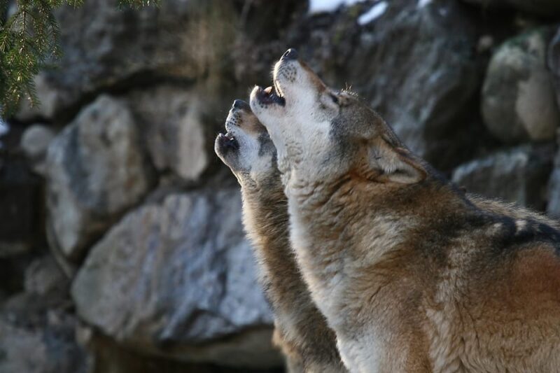 Innsbruck: Alpenzoo Entrance Ticket - Is the Alpenzoo Worth It?