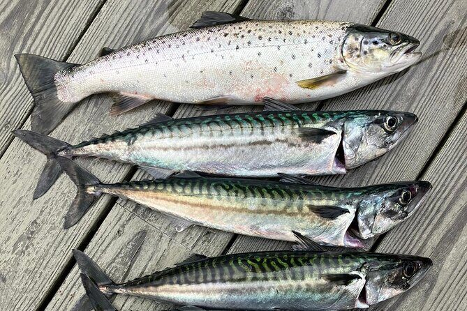 Inshore fishing in the Drangefjord - Key Points