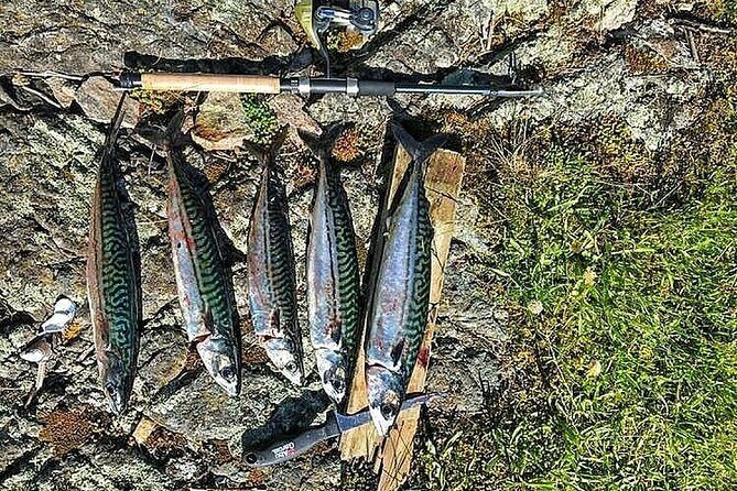 Inshore fishing in the Drangefjord - Summary