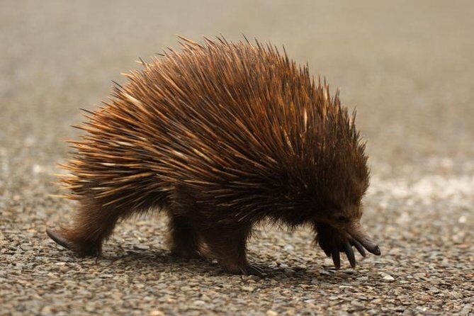 Inside the Greater Blue Mountains World Heritage - A Private Wildlife Safari Overnight - FAQs