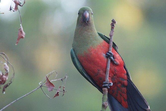 Inside the Greater Blue Mountains World Heritage - A Wildlife Safari Overnight - Final Thoughts