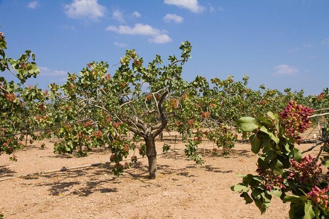 Insightful Pistachio Orchard and Factory Tour - Key Points