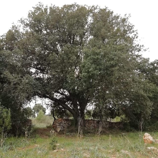 INTENSIVE CHIROMASSAGE WORKSHOP - FAQ