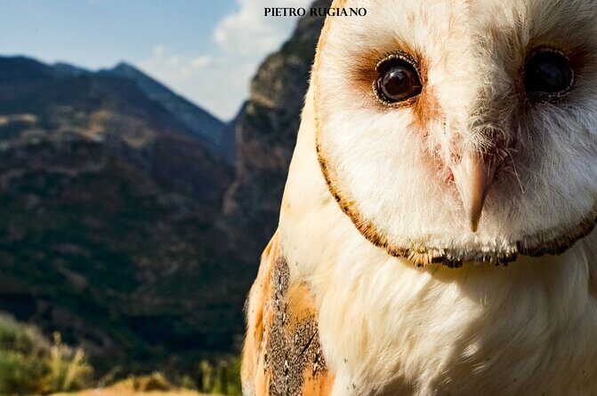 Interactive Educational Course on Birds of Prey - Why This Tour Offers Great Value