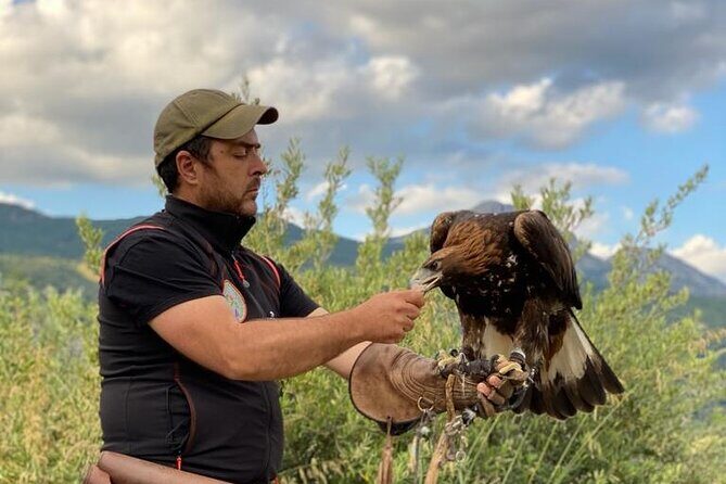Interactive Educational Course on Birds of Prey - Authentic Reviews and Perspectives