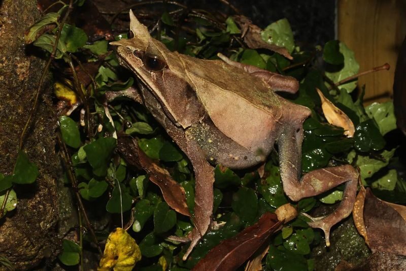 Interactive Frog Museum KawaZoo - A frog collection built for close looking