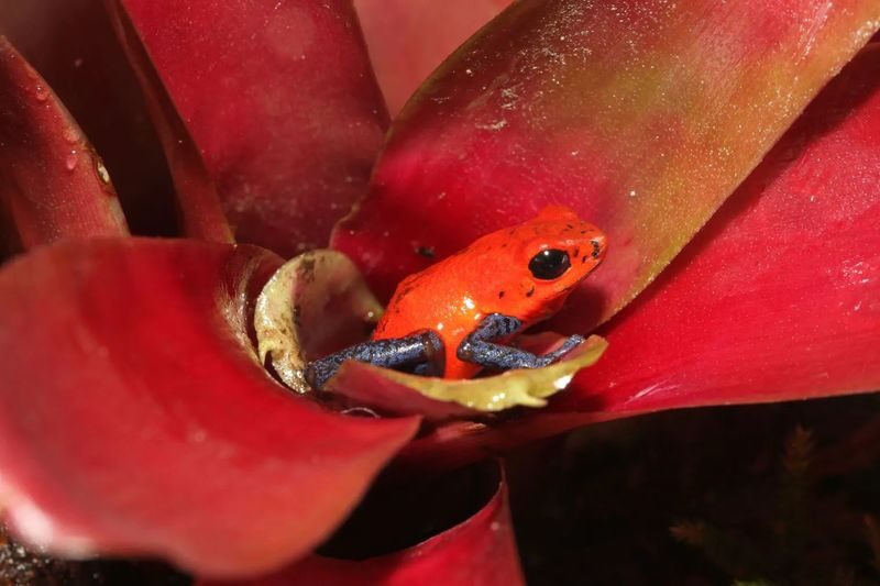 Interactive Frog Museum KawaZoo - Rain, access, and the limits of a small museum