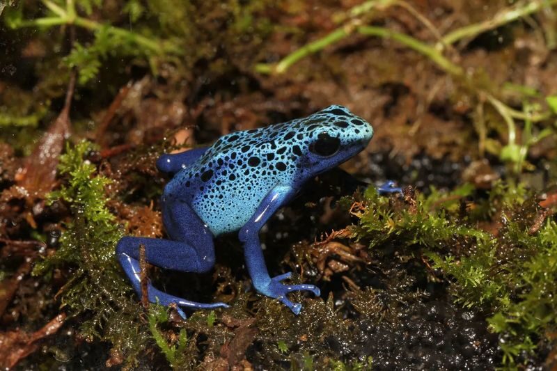 Interactive Frog Museum KawaZoo - What the ticket costs, and what it covers