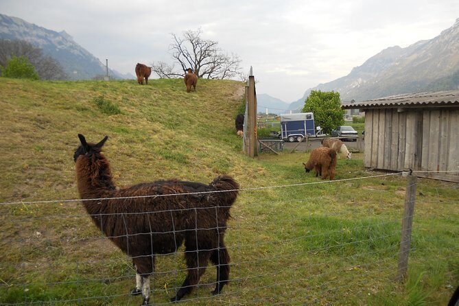Interlaken Private Tour: Mountains Cows, Thun Lake, and Brienz Lake - Frequently Asked Questions