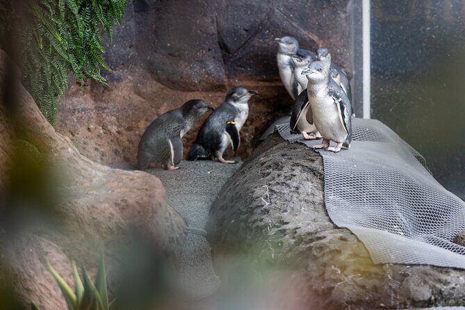 International Antarctic Centre General Admission Ticket - Final Thoughts: Is It Worth It?