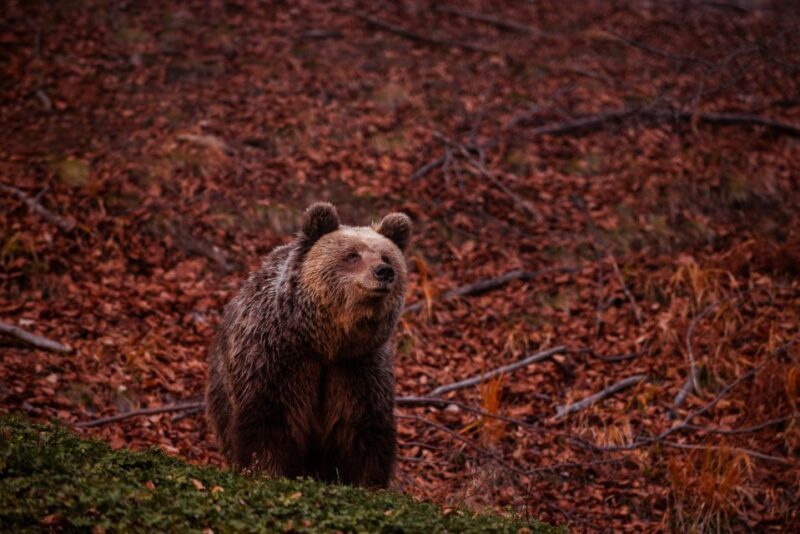 International Environmental Centre of ARCTUROS Tour - Exploring Greece’s Wildlife and Wilderness at the ARCTUROS International Environmental Center