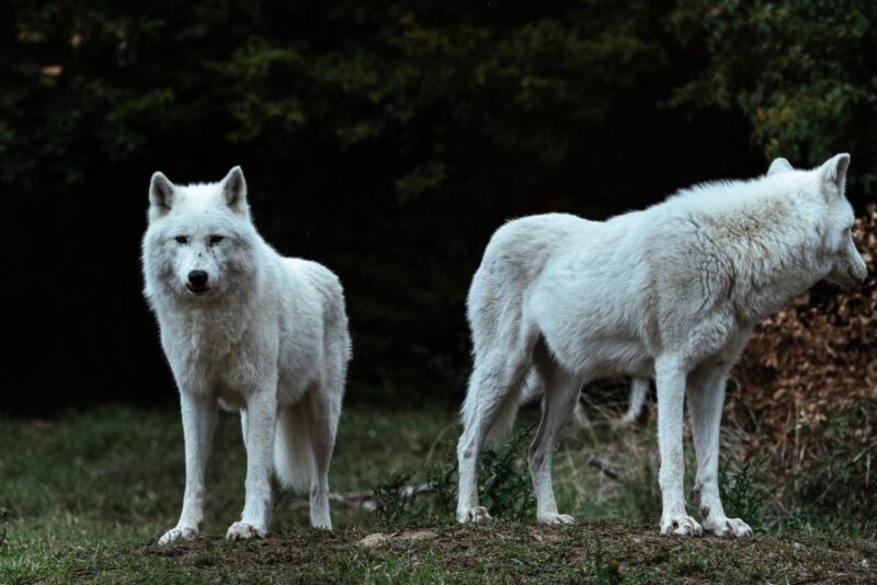International Environmental Centre of ARCTUROS Tour - FAQ