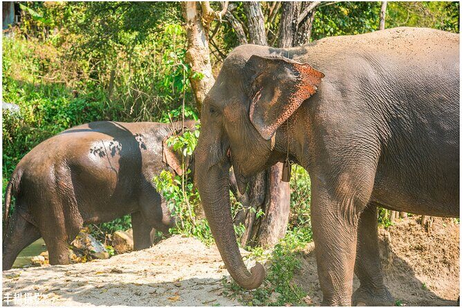 Inthanon Heaven Trail(Living Green Elephant Sanctuary) - A closer look at what to expect