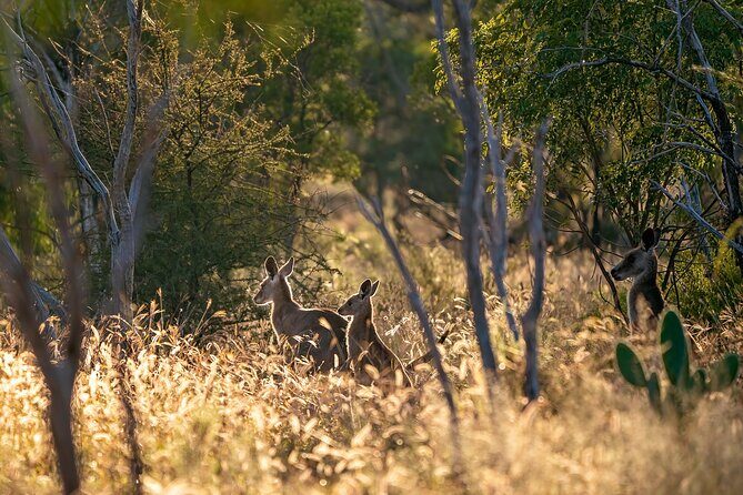 Intimate Blue Mountains Wild Kangaroos & Sunset for Nature Lovers - Why This Tour Is a Great Choice
