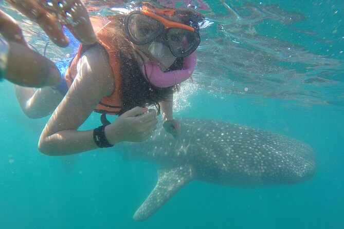 Intimate Eco-Friendly Whale Shark Encounter - Premium Service - Exploring the Intimate Eco-Friendly Whale Shark Encounter in La Paz