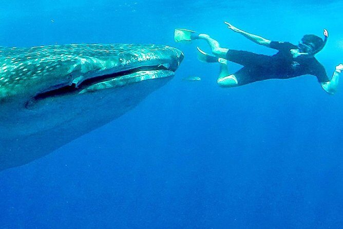 Intimate Eco-Friendly Whale Shark Encounter - Premium Service - Key Points