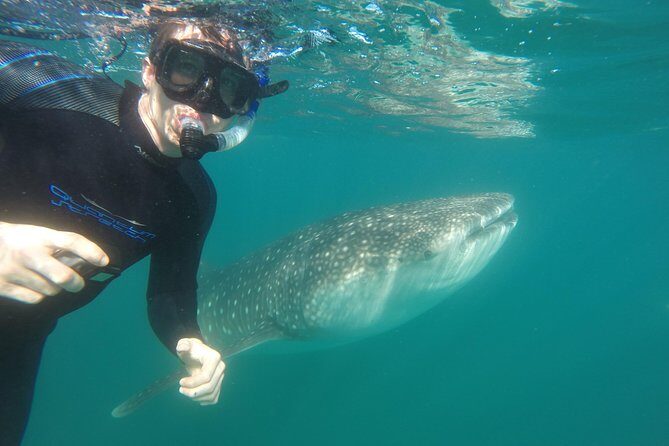 Intimate Eco-Friendly Whale Shark Encounter - Premium Service - Analyzing the Price and Value