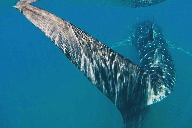 Intimate Eco-Friendly Whale Shark Encounter - Premium Service - Who Will Love This Tour?