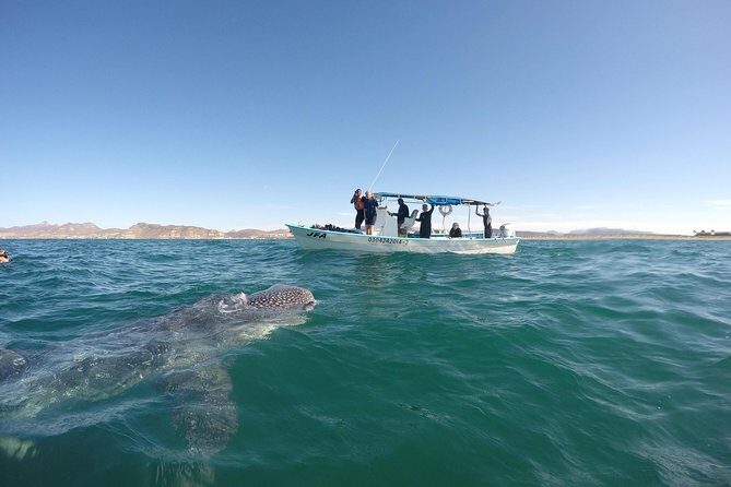 Intimate Eco-Friendly Whale Shark Encounter - Premium Service - The Sum Up