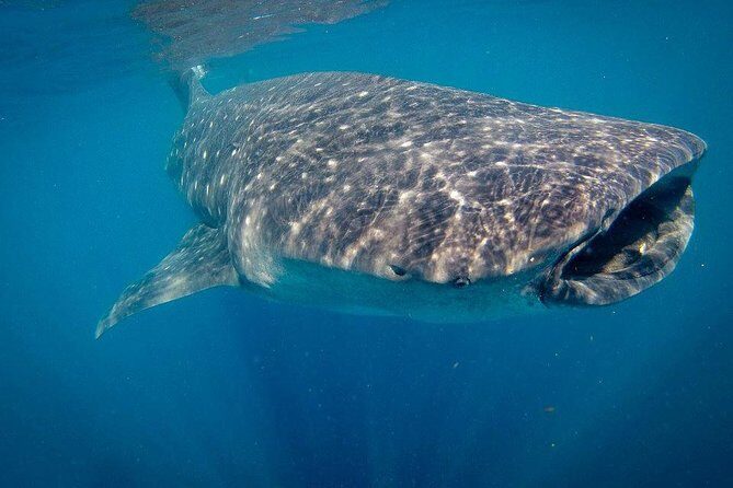 Intimate Eco-Friendly Whale Shark Encounter - Premium Service - FAQ