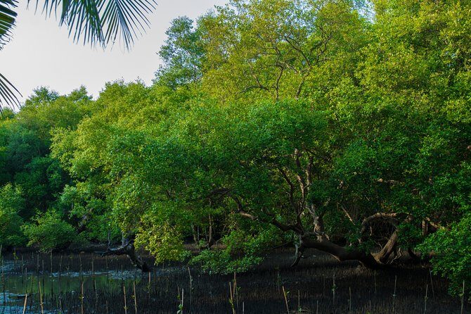 Into the Mangroves: Calicut Mangrove Trail by Tyndis - The Itinerary: What to Expect