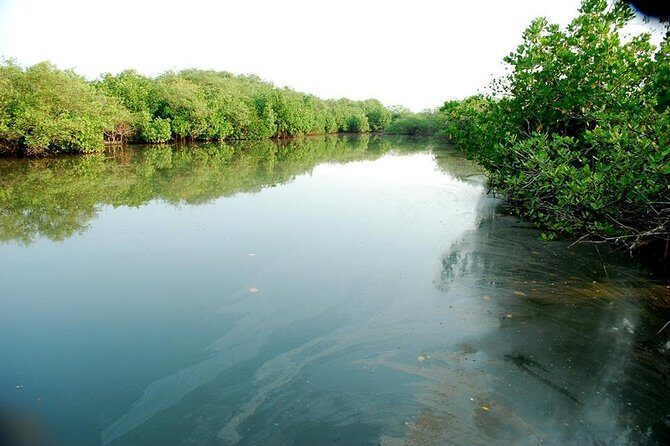 Into the Mangroves: Calicut Mangrove Trail by Tyndis - FAQ