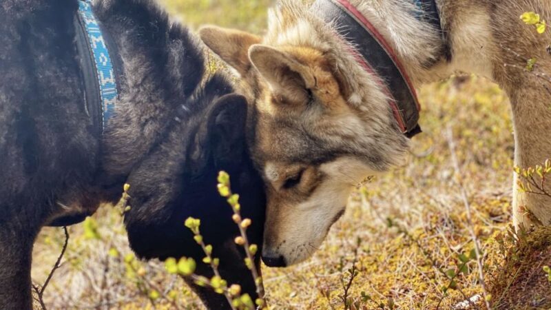 Into the Woods... - Private Tour - A Closer Look at the Arctic Wolfland Sanctuary Private Tour