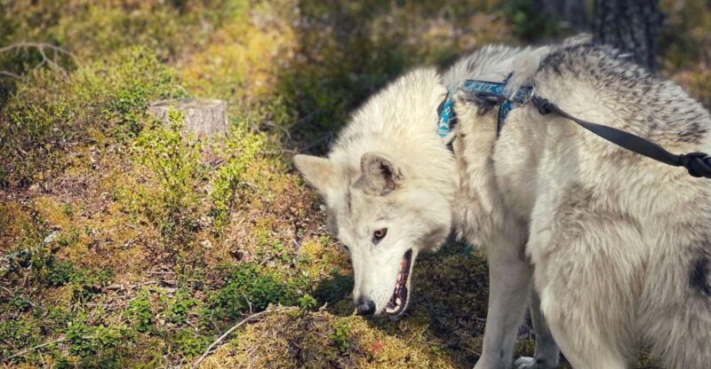 Into the Woods... - Private Tour - Why This Tour Works for Travelers
