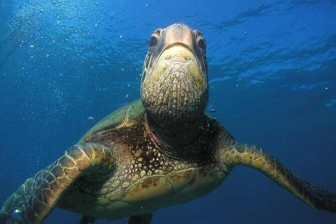 Intro/Refresher Dive Swim Ability Required - FAQ