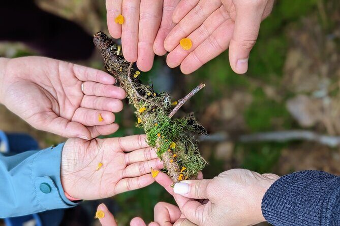 Intro to Seattle Mushroom Foraging - Take-Home Mushrooms and Recipes
